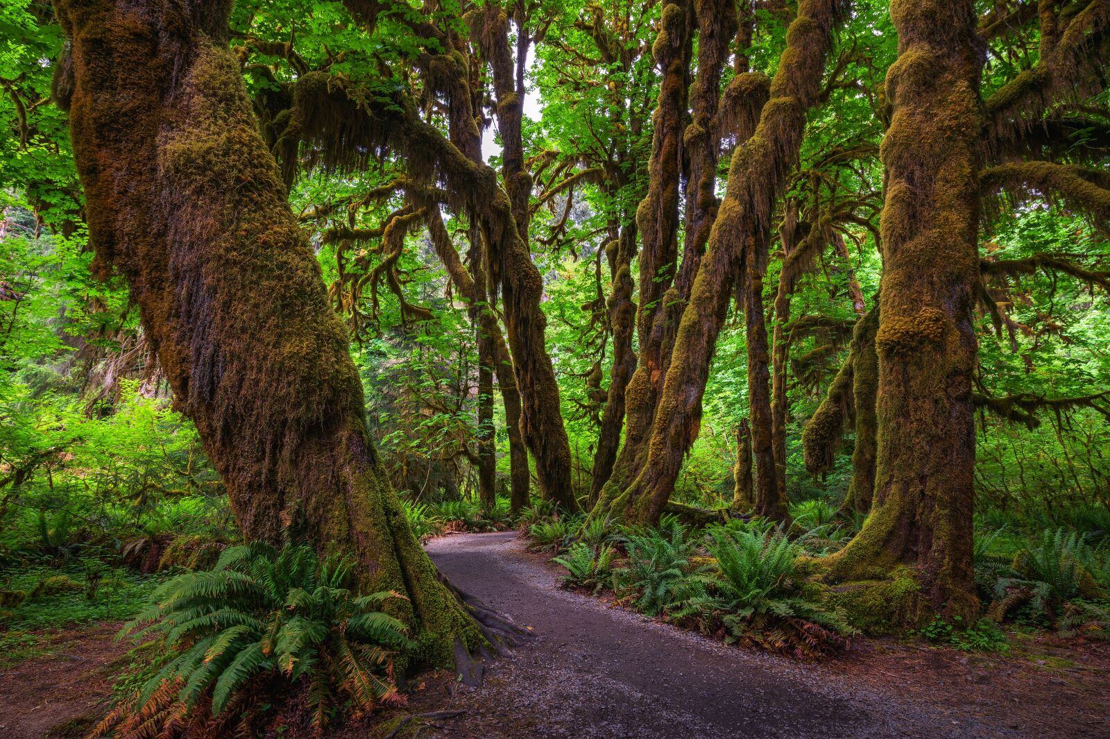Hoh Rain Forest