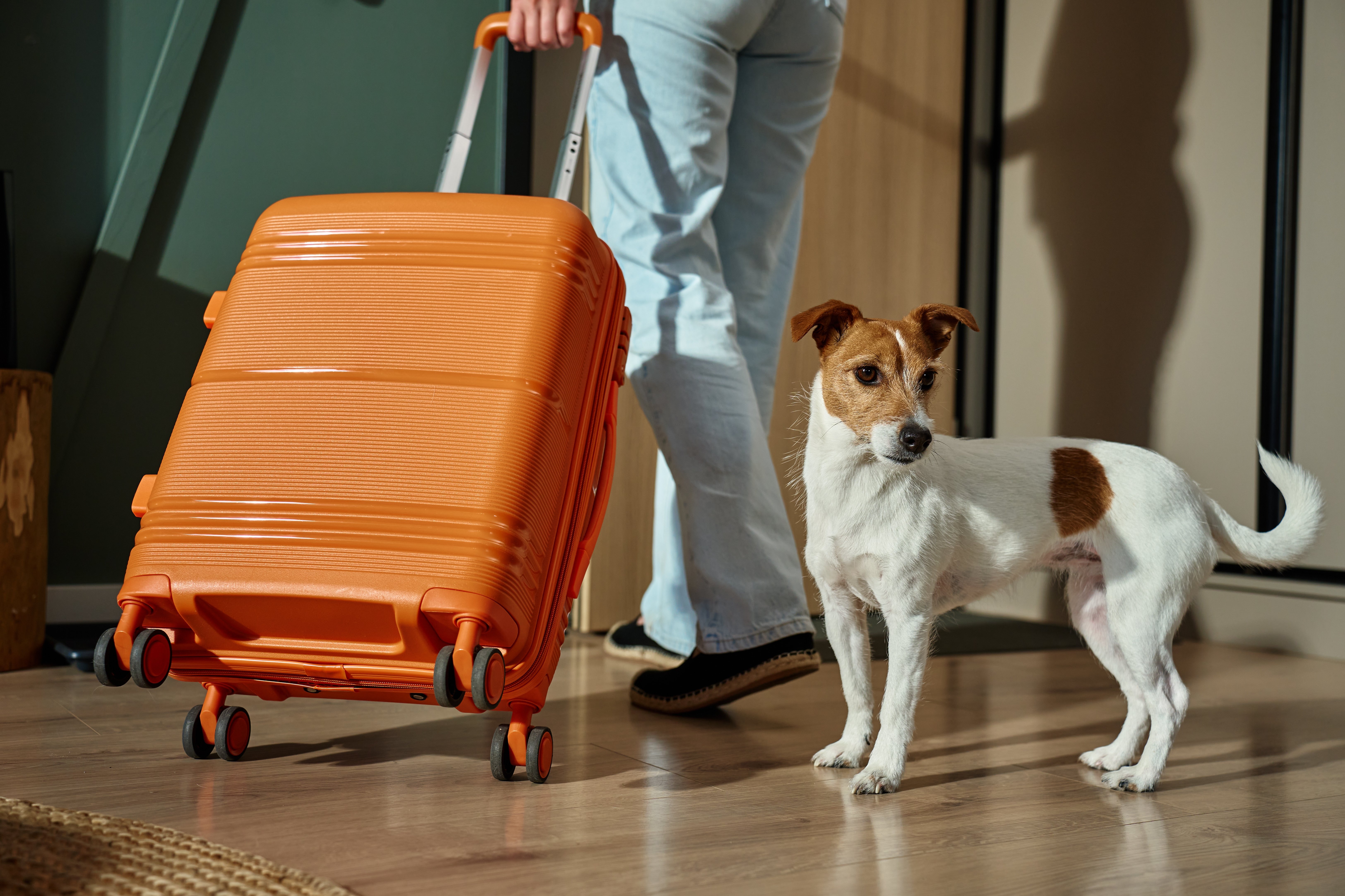 Pet-Friendly Hotels in Dubai